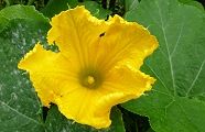 100818-kabocya.jpg(7089 byte)