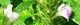 100818-kitunemago-s.jpg(1691 byte)