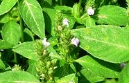 100818-kitunemago.jpg(9814 byte)
