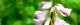 100818-komatunagi-s.jpg(1419 byte)