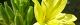 100818-matuyoigusa-s.jpg(1531 byte)