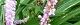 100818-yaburan-s.jpg(1669 byte)