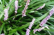 100818-yaburan.jpg(11152 byte)
