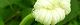 100820-karasuuri-s.jpg(1341 byte)