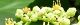 100820-yabukarasi-s.jpg(1668 byte)