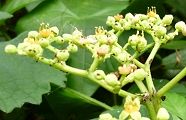 100820-yabukarasi.jpg(8543 byte)