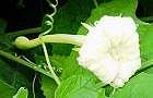 100821-karasu-me.jpg(4513 byte)