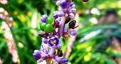 100826-yaburan-mi-m.jpg(6746 byte)