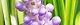100826-yaburan-s.jpg(1594 byte)
