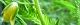 100831-mamecha-s.jpg(1571 byte)
