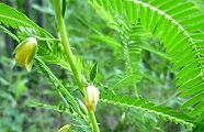 100831-mamecha.jpg(8644 byte)