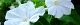 100831-osiroibana-s.jpg(1527 byte)