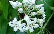 100901-gagaimo.jpg(8344 byte)