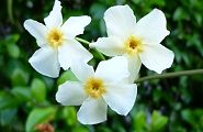 100901-teika.jpg(7316 byte)
