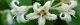 100902-gagaimo-s.jpg(1575 byte)