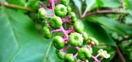 100907-yamagobo2.jpg(6222 byte)