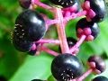 100909-yamagobou.jpg(4647 byte)