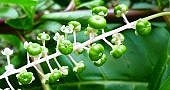 100909-yamagobou2-m.jpg(7018 byte)