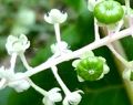 100909-yamagobou2.jpg(4617 byte)