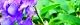 100911-turu-husa-s.jpg(1716 byte)