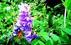 100911-turu-husa.jpg(8098 byte)