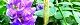 100911-turuhuji-s.jpg(1867 byte)