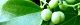 100911-aotuzura-s.jpg(1507 byte)