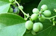 100911-aotuzura.jpg(7233 byte)