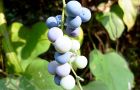 100911-aotuzura3.jpg(5028 byte)