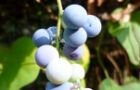 100911-aotuzura4.jpg(4232 byte)