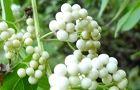100917-sirosikibu.jpg(5345 byte)
