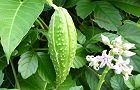 100921-gagaimo.jpg(6059 byte)