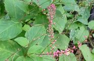 100921-mizuhiki.jpg(8066 byte)