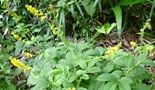 100925-kinmizu-zen.jpg(7121 byte)