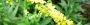100925-kinmizuhiki-s.jpg(1750 byte)