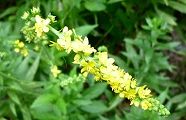 100925-kinmizuhiki.jpg(8231 byte)