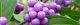 100925-murasaki-s.jpg(1545 byte)