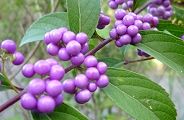 100925-murasaki.jpg(8121 byte)