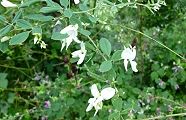 100925-sirohagi.jpg(10510 byte)