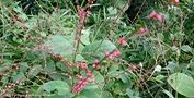 100929-mizuhiki.jpg(8348 byte)