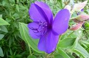 101005-nobotan.jpg(7826 byte)