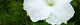 101008-hyotan-s.jpg(1384 byte)