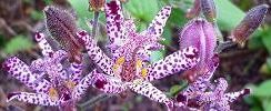 101016-hototogisu-Ls.jpg(11564 byte)