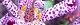 101016-hototogisu-s.jpg(1812 byte)