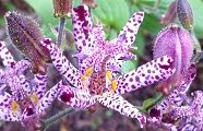 101016-hototogisu.jpg(11070 byte)