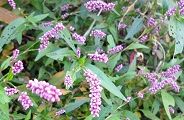 101016-inutade.jpg(10792 byte)