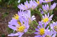 101016-sion.jpg(8710 byte)