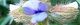 101016-tanukima-s.jpg(1515 byte)