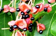 101018-gonzui.jpg(9269 byte)