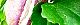 101022-akebi-s.jpg(1676 byte)